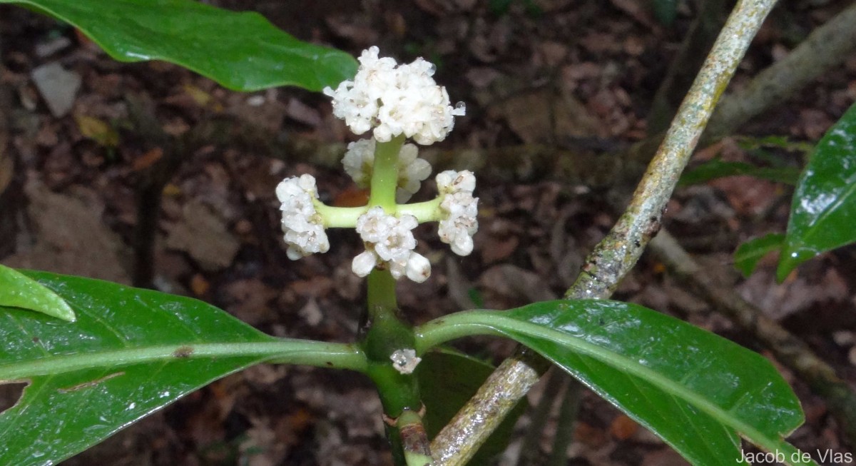 Psychotria nigra var. nigra